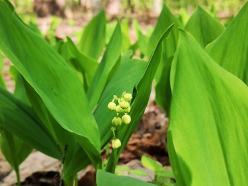 Konwalia majowa (Convallaria majalis), <p>fot. Sebastian Piskorski</p>